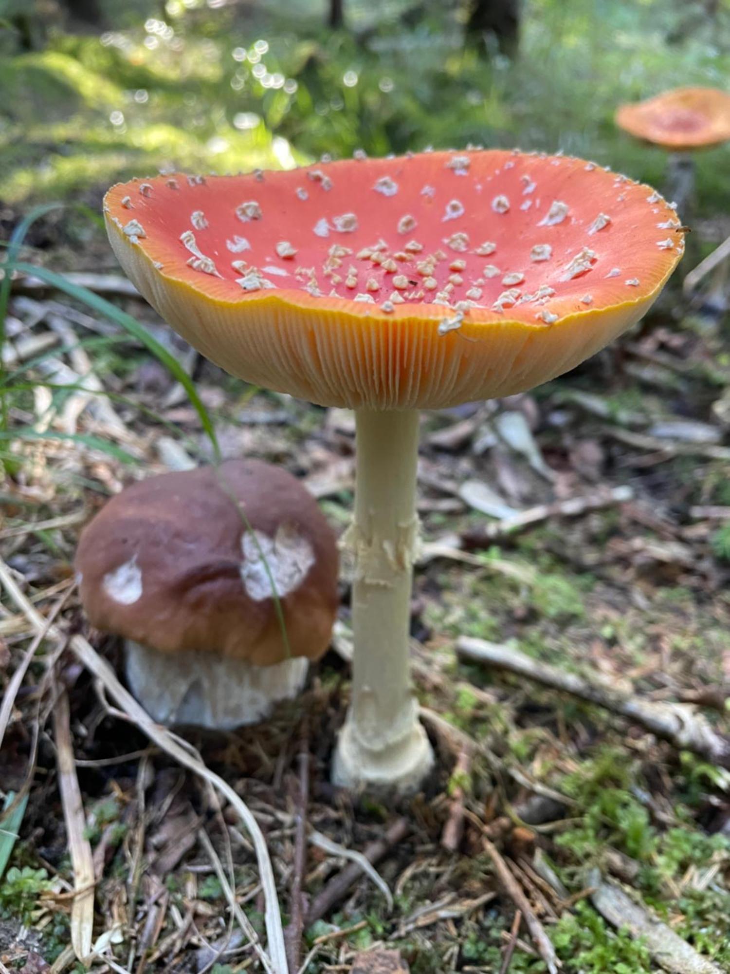 Ezera Perle Myza Keipen